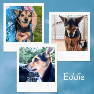 Eddie (Instagram Post (Square))