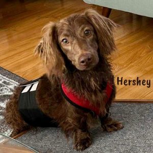 Hershey (Instagram Post (Square))