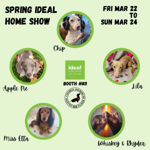 Spring Ideal Home Show (Instagram Post)